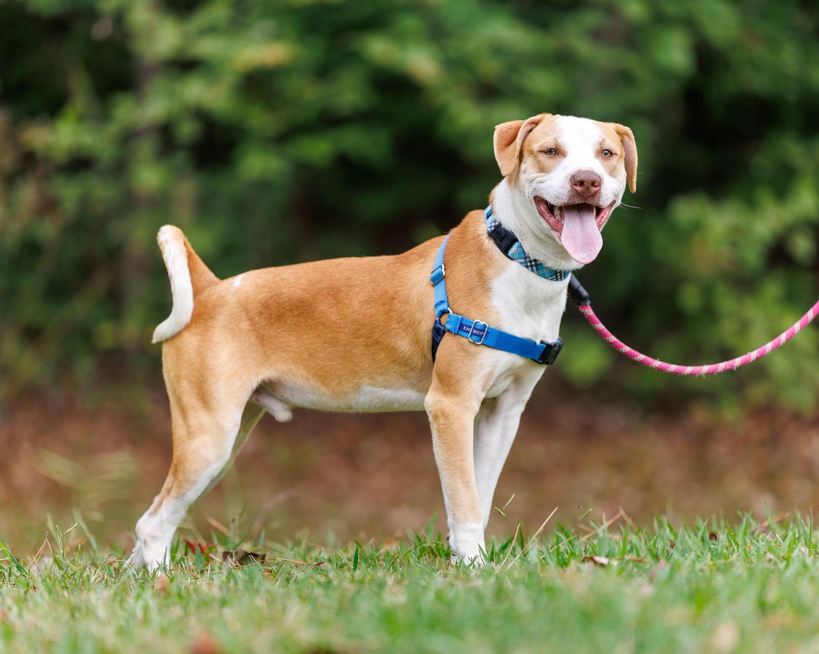 Enlarge Stitch, a Adoptable Mixed Breed in Durham, NC image 2/2