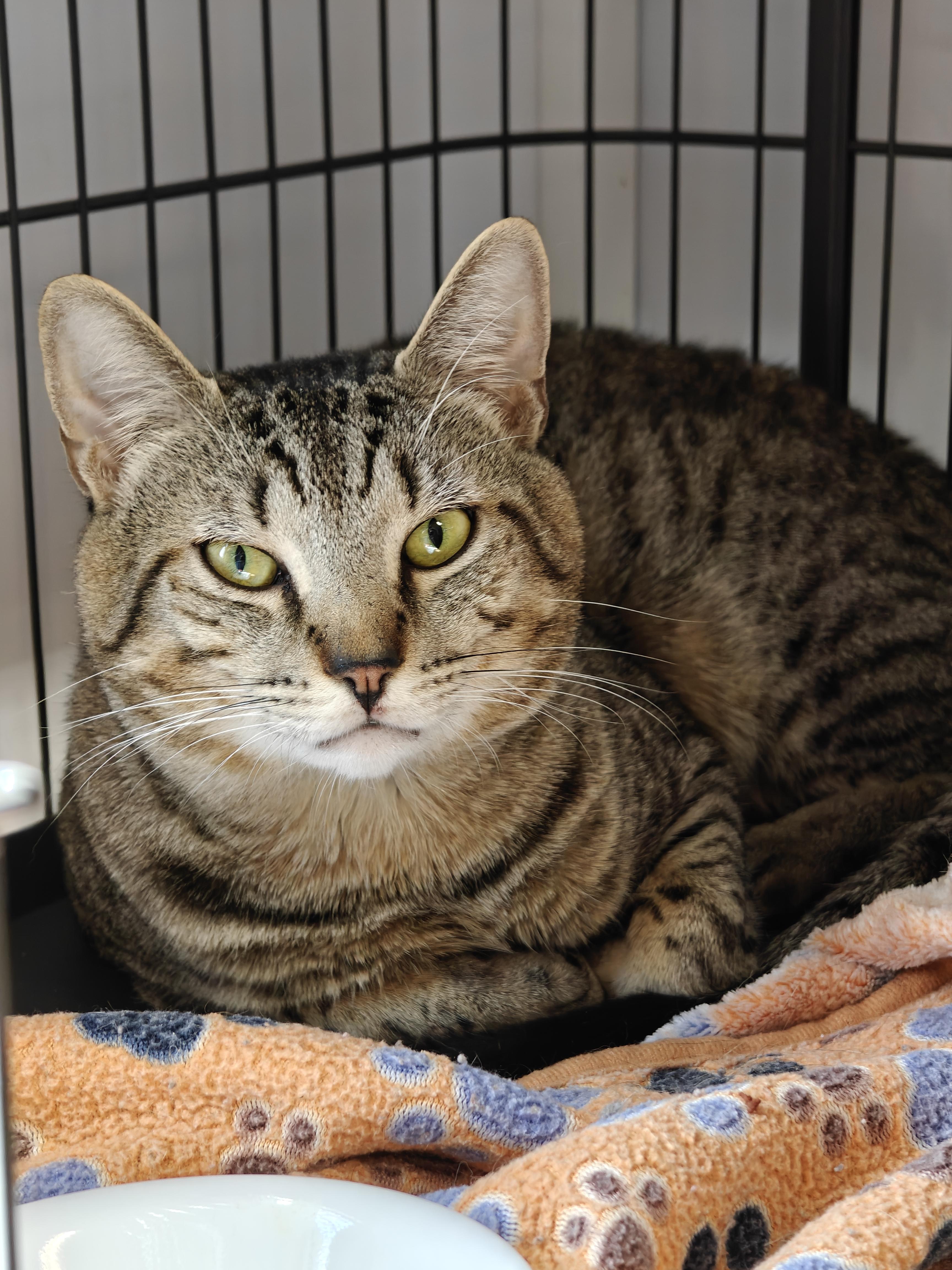 Enlarge Hugger, a ADOPTABLE Domestic Short Hair in New Britain, CT image 1/2