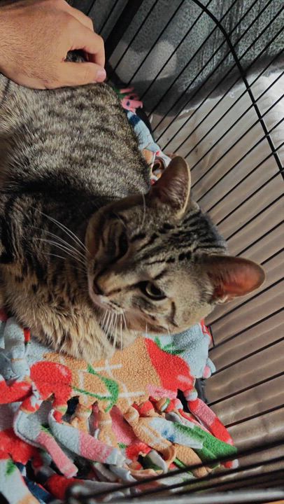 Enlarge Hugger, a ADOPTABLE Domestic Short Hair in New Britain, CT video 2/2