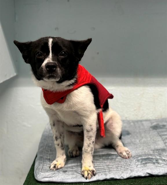 Enlarge MUSKETEER, a Adoptable mixed breed in Lancaster, CA image 1/1