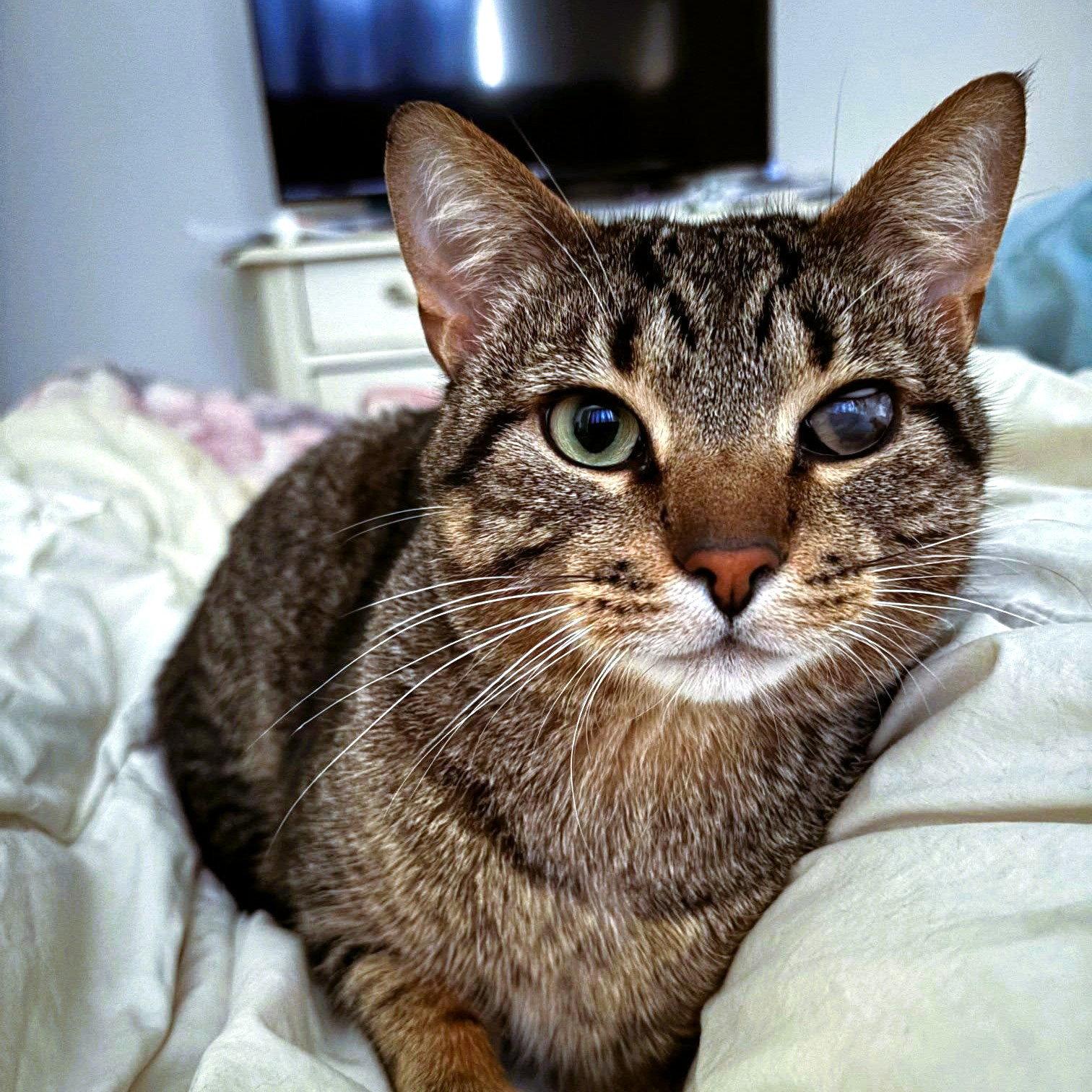Rowan, Adoptable, Adult Male Domestic Short Hair.