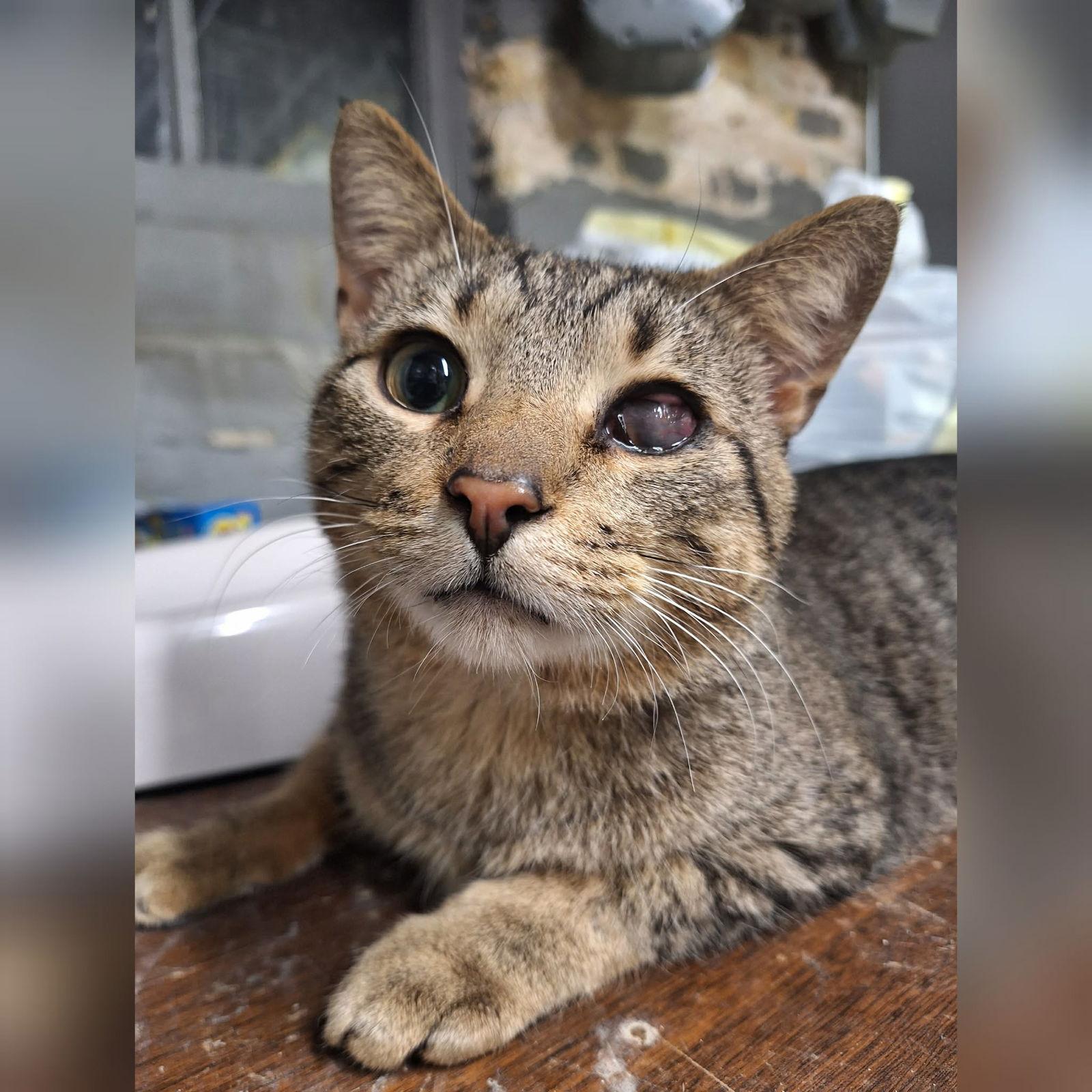 Enlarge Rowan, a Adoptable Domestic Short Hair in Chicago, IL image 1/1