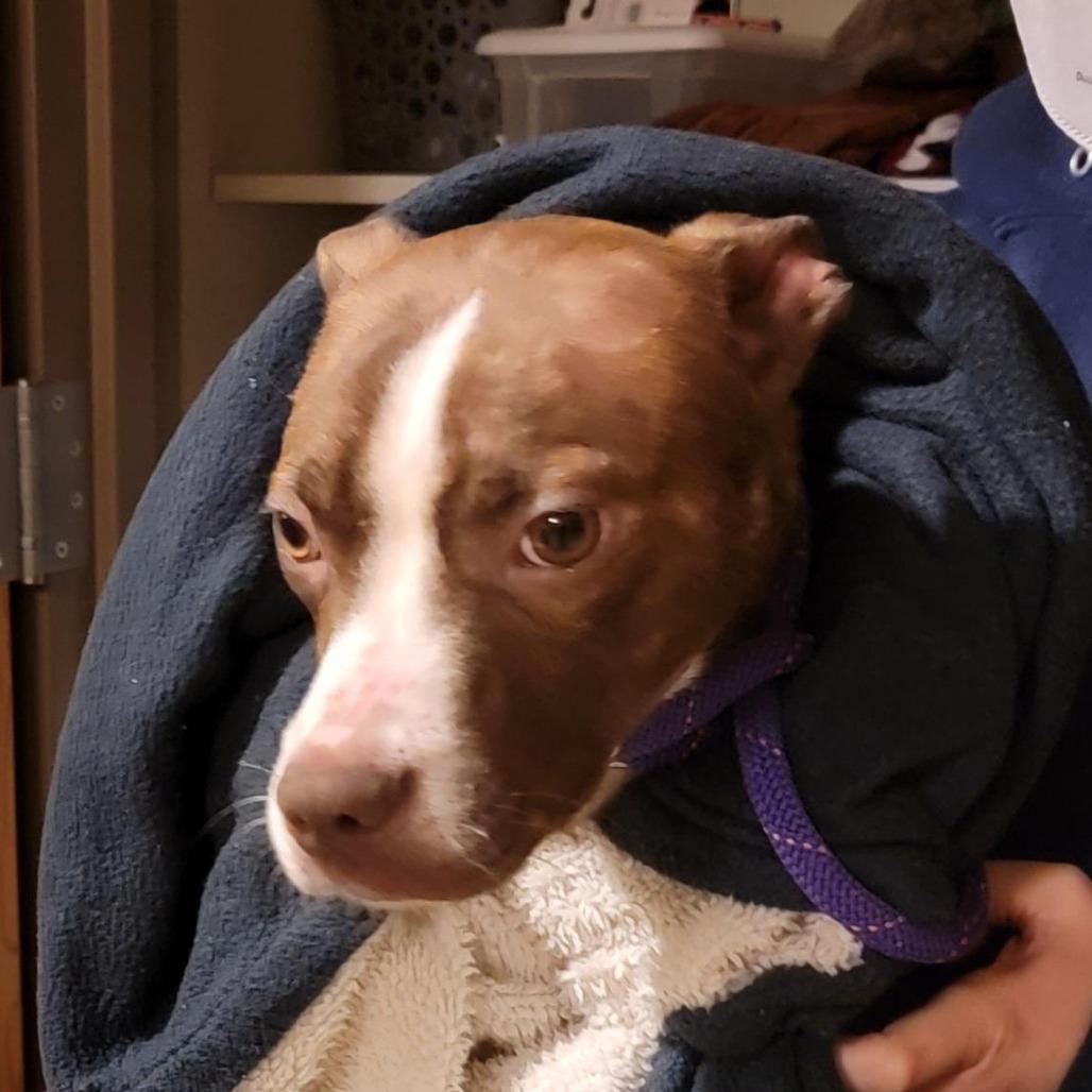 Wedo, Adoptable, Young Male Pit Bull Terrier.