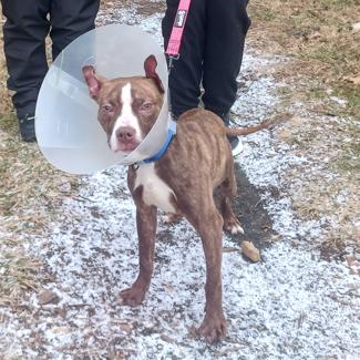 Enlarge Wedo, a Adoptable Pit Bull Terrier in Baltimore, MD image 2/2