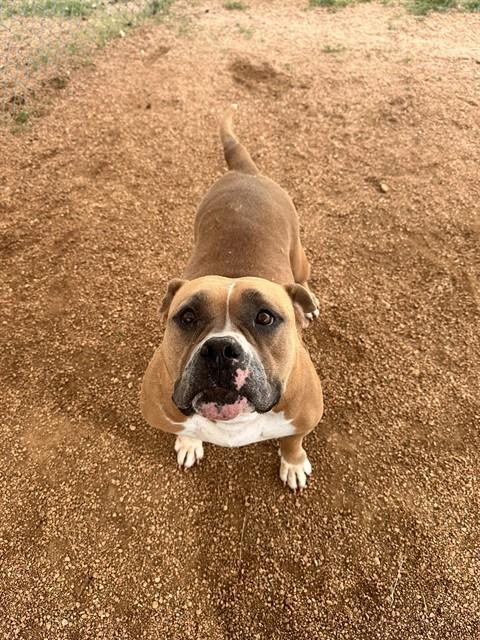 Enlarge RENAE, a Adoptable Pit Bull Terrier in Killeen, TX image 1/1