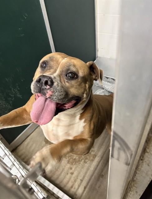Enlarge RENAE, a Adoptable Pit Bull Terrier in Killeen, TX image 1/1