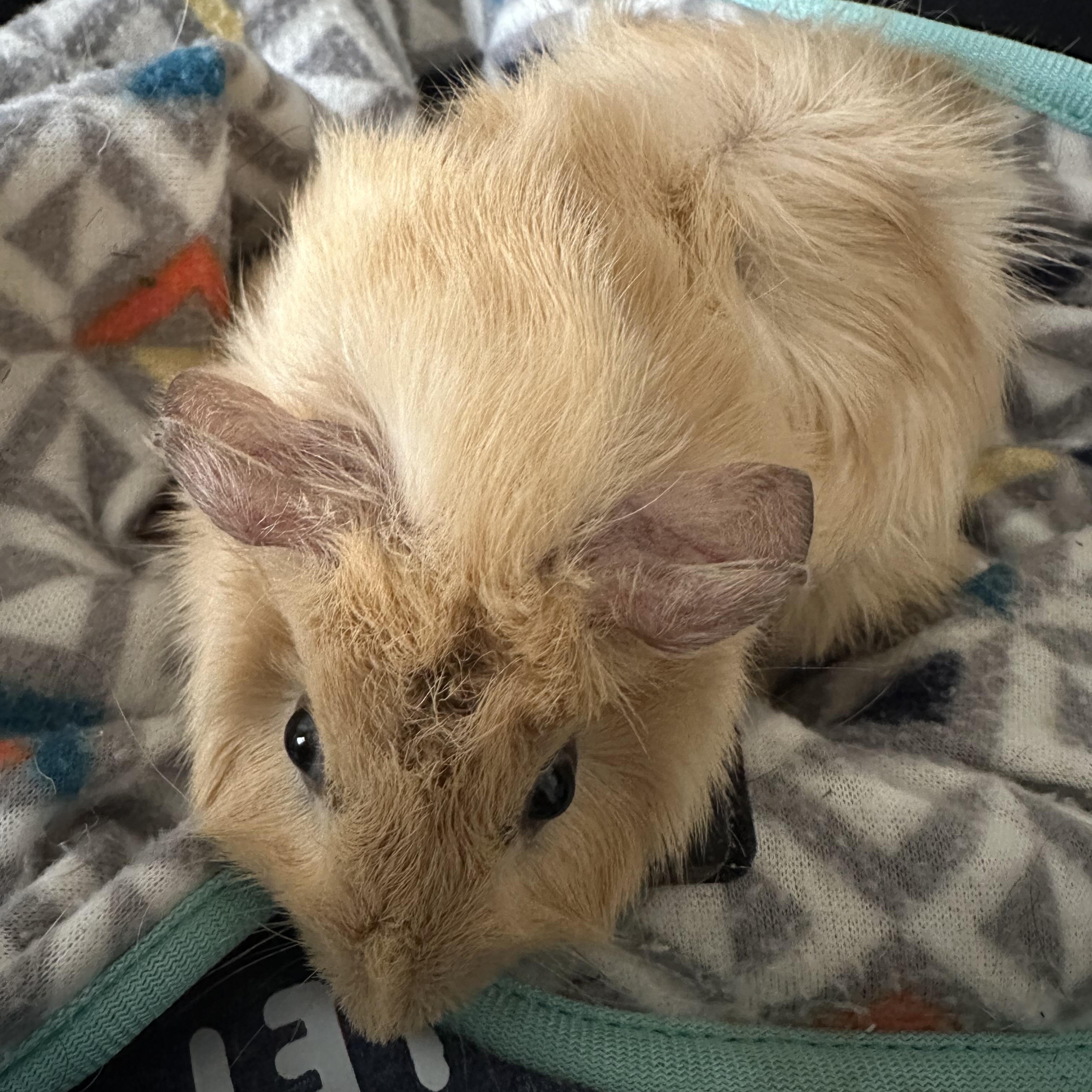 Enlarge Frodo and Sam, an adopted Abyssinian in Wellington, CO image 1/2