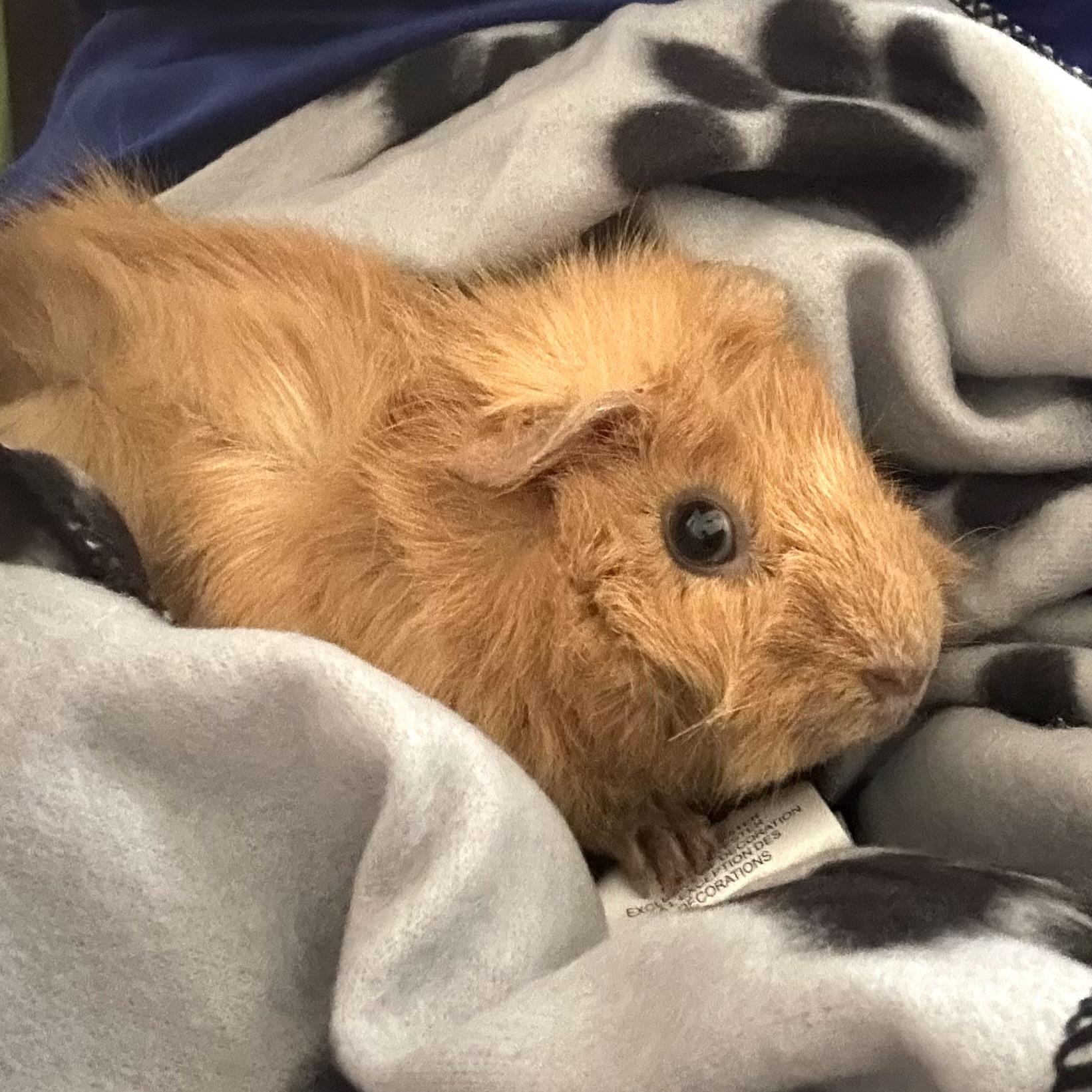 Enlarge Frodo and Sam, an adopted Abyssinian in Wellington, CO image 2/2