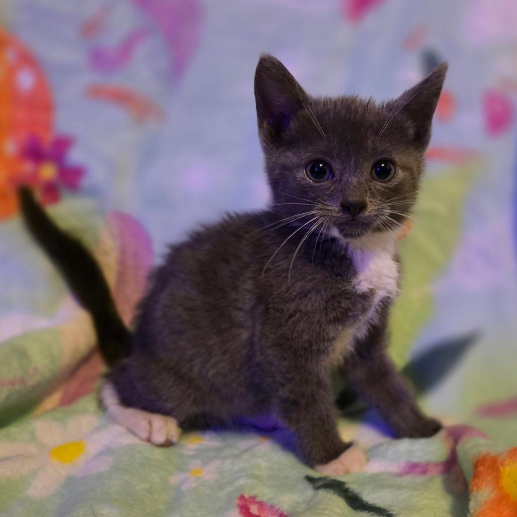 Mitch, Adoptable, Kitten Male Domestic Short Hair.