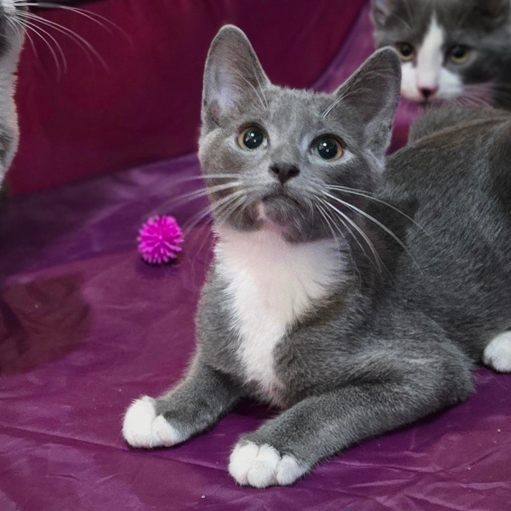 Enlarge Mitch, a Adoptable Domestic Short Hair in Ephrata, PA image 2/6