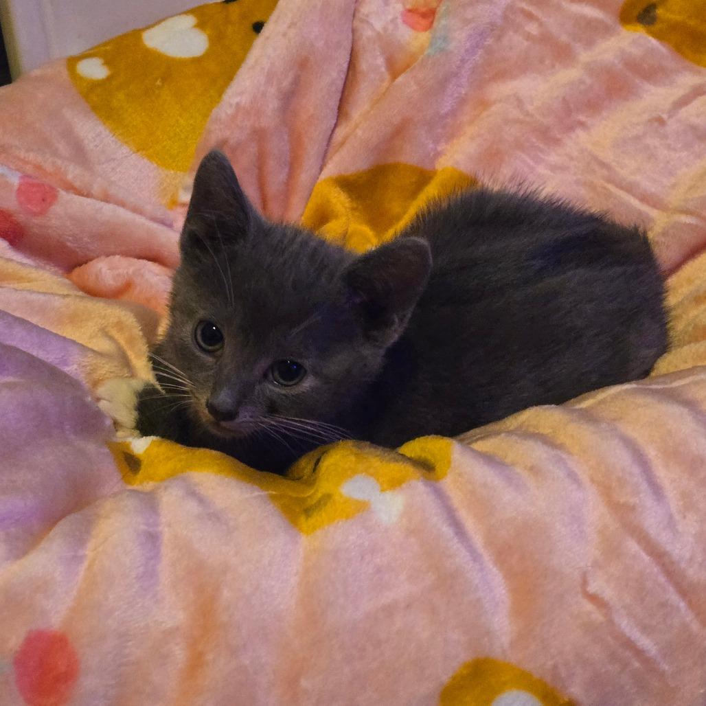 Enlarge Mitch, a Adoptable Domestic Short Hair in Ephrata, PA image 3/6