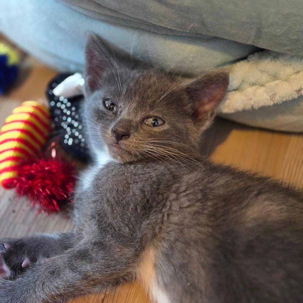 Enlarge Mitch, a Adoptable Domestic Short Hair in Ephrata, PA image 4/6