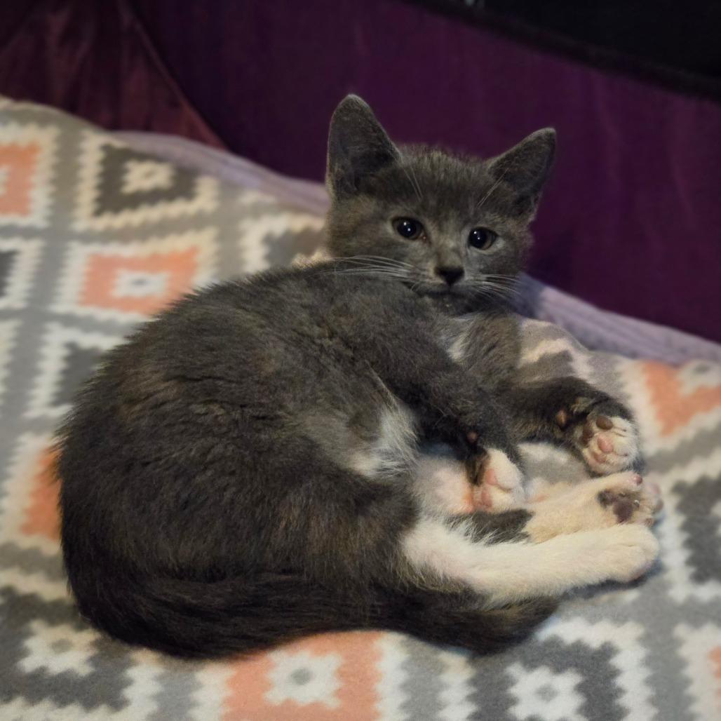 Enlarge Mitch, a Adoptable Domestic Short Hair in Ephrata, PA image 5/6