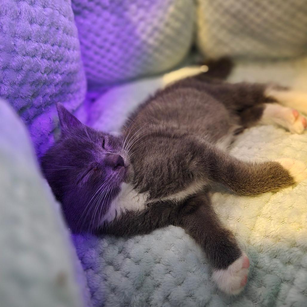 Enlarge Mitch, a Adoptable Domestic Short Hair in Ephrata, PA image 6/6