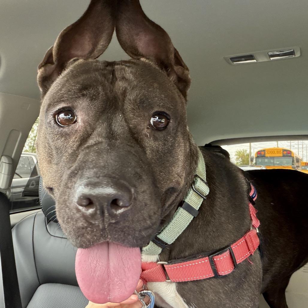 Sizzle, Adoptable, Young Female Terrier.