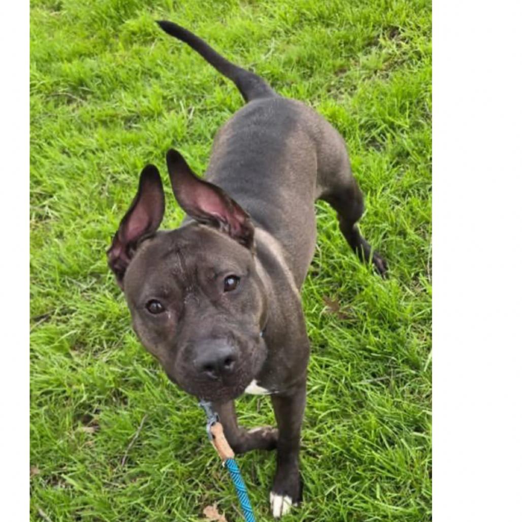 Enlarge Sizzle, a Adoptable Terrier in Middleburg Heights , OH image 3/6