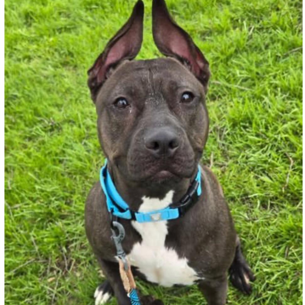 Enlarge Sizzle, a Adoptable Terrier in Middleburg Heights , OH image 4/6