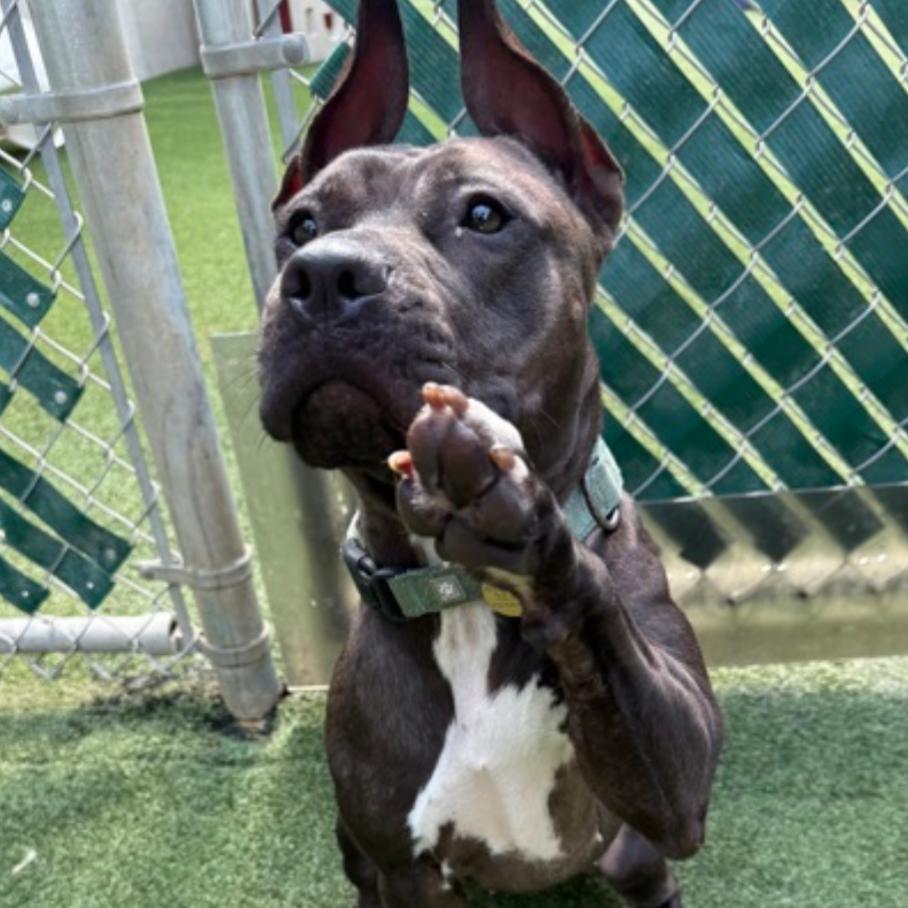 Enlarge Sizzle, a Adoptable Terrier in Middleburg Heights , OH image 5/6