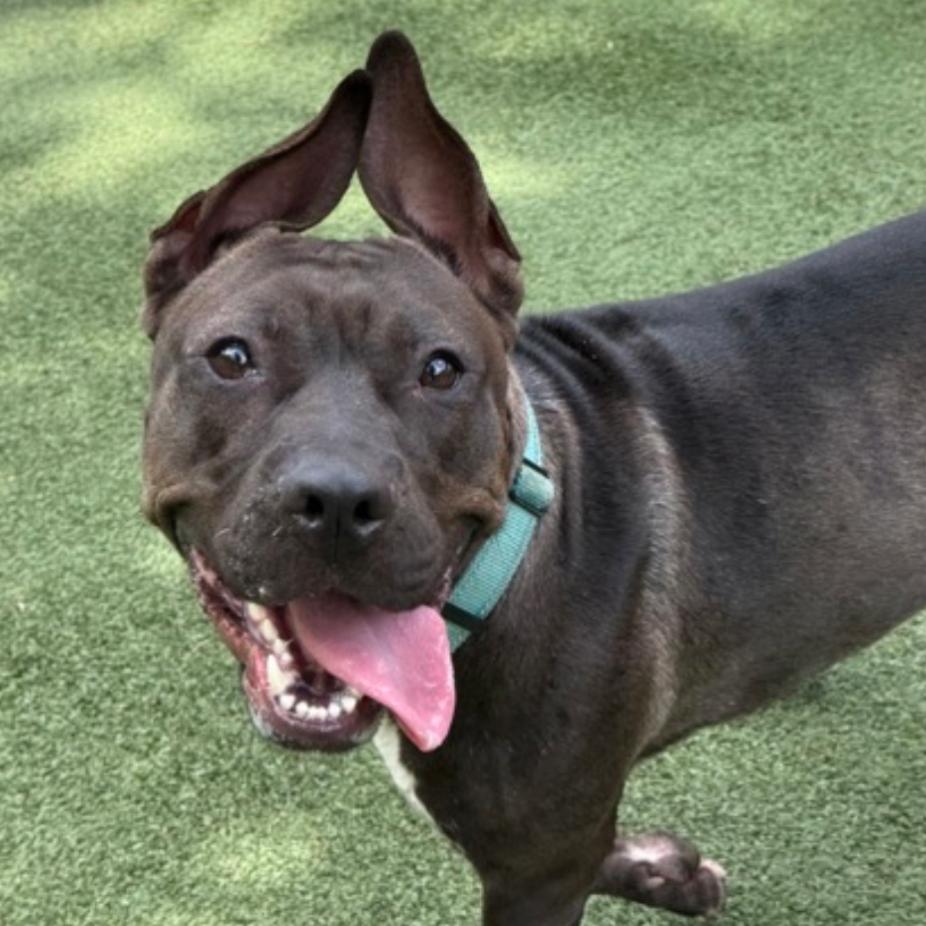 Enlarge Sizzle, a Adoptable Terrier in Middleburg Heights , OH image 6/6
