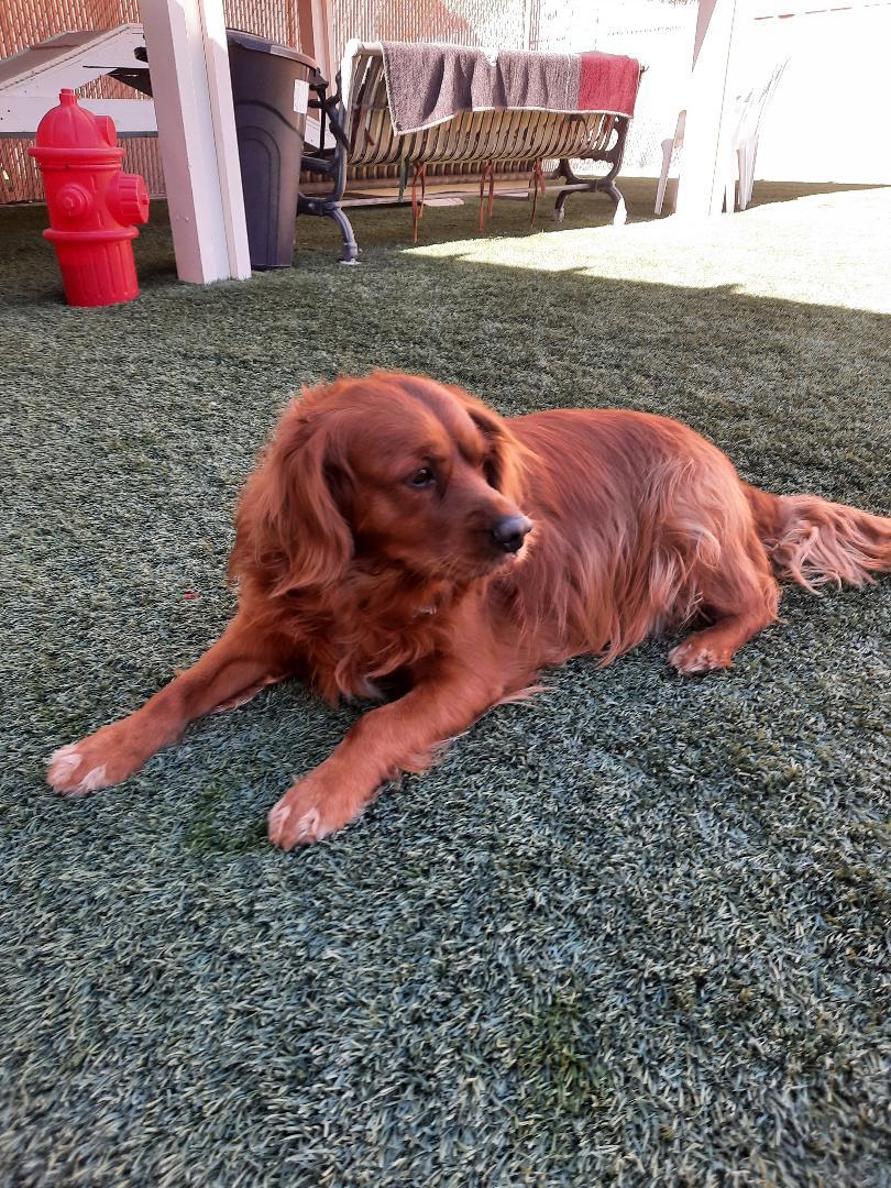 Bowser, an adopted mixed breed in Mesquite, NV image 2/3