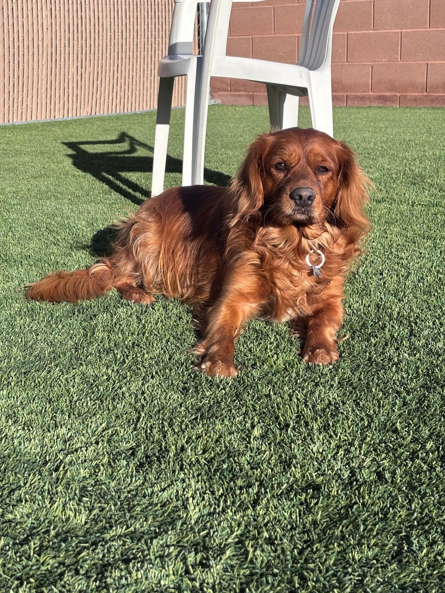 Bowser, an adopted mixed breed in Mesquite, NV image 1/3