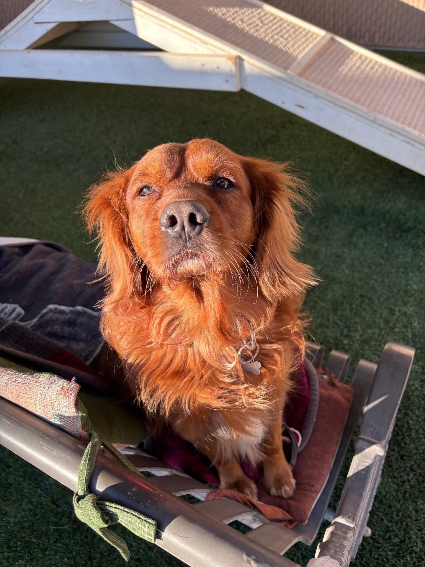 Bowser, an adopted mixed breed in Mesquite, NV image 3/3