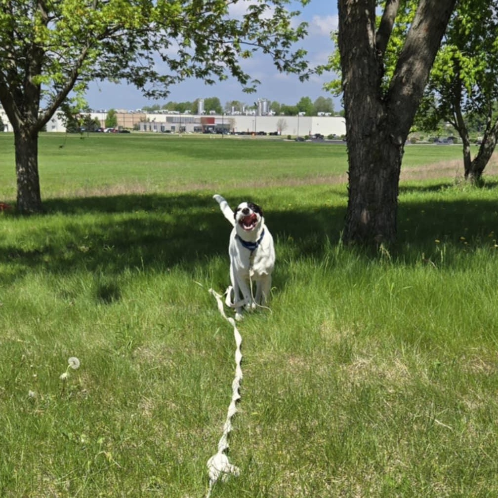 Obie *In Foster*