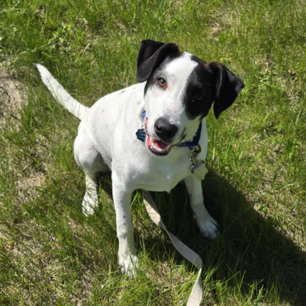 Obie *In Foster*