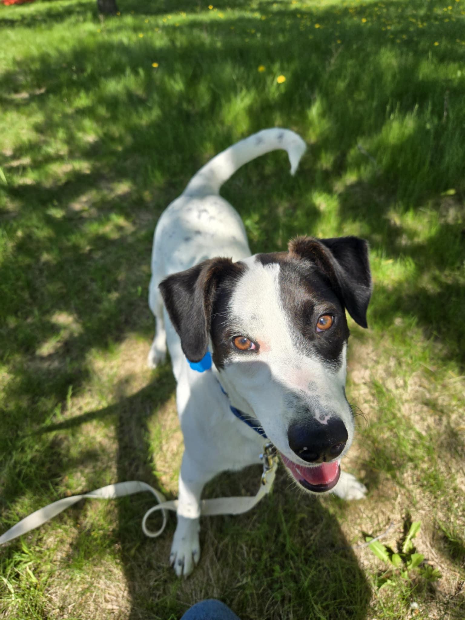 Obie *In Foster*