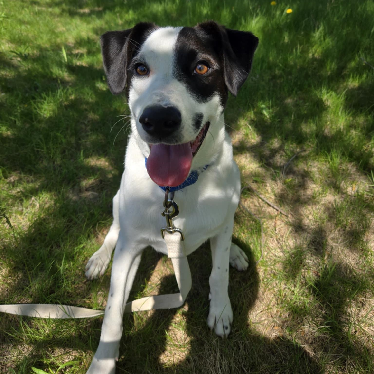 Obie *In Foster*