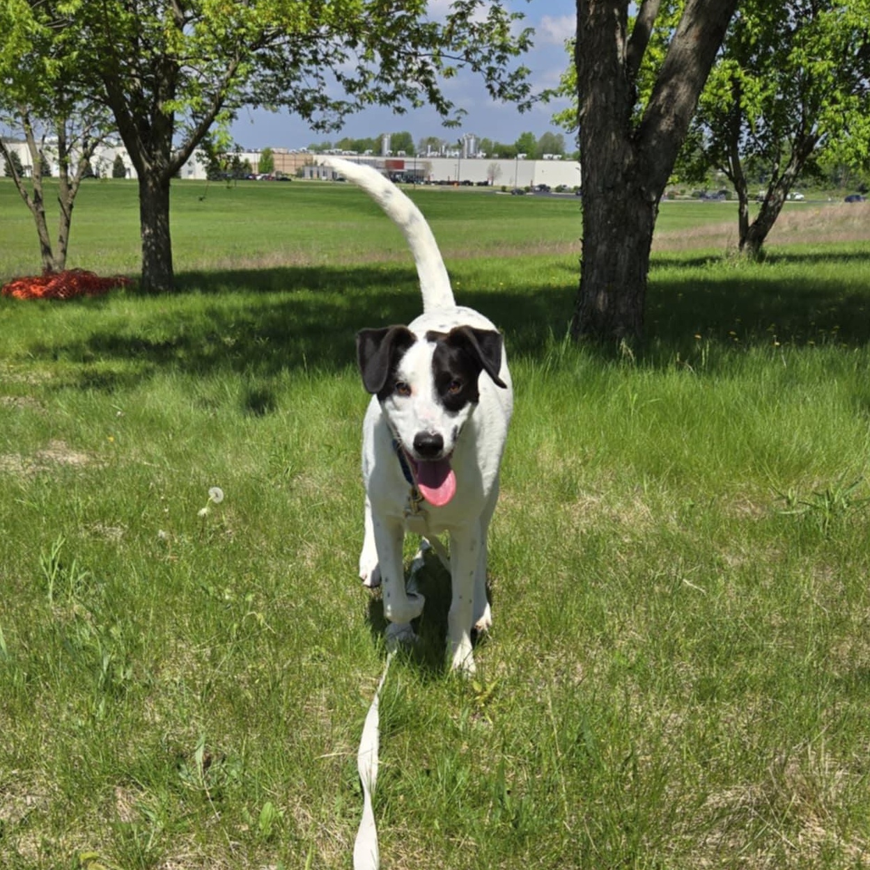 Obie *In Foster*