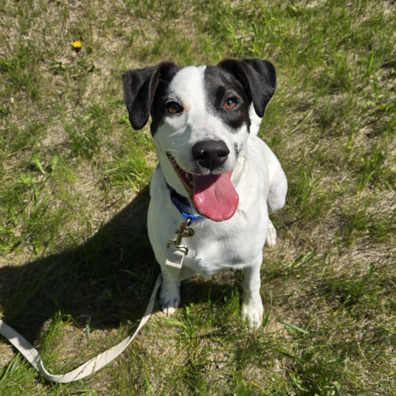 Obie *In Foster*