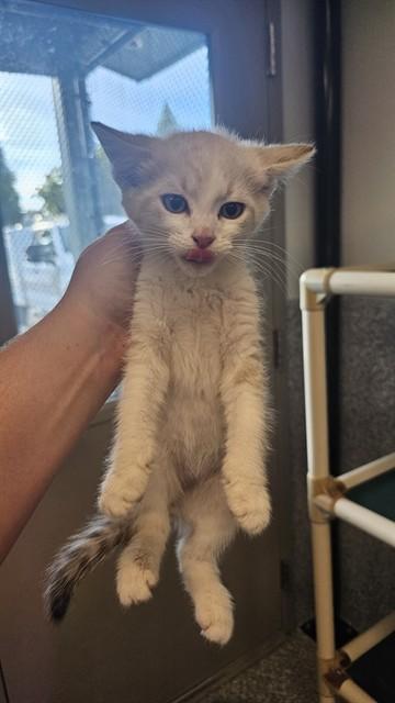 TUNA, Adoptable, Kitten Male Domestic Short Hair.