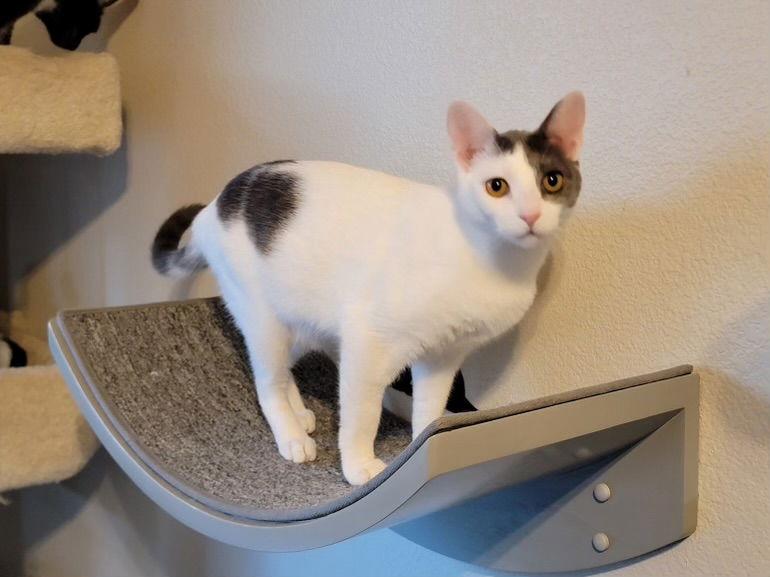 Enlarge Tunie #2 Napa HM, a Adoptable Domestic Short Hair in Vacaville, CA image 2/3