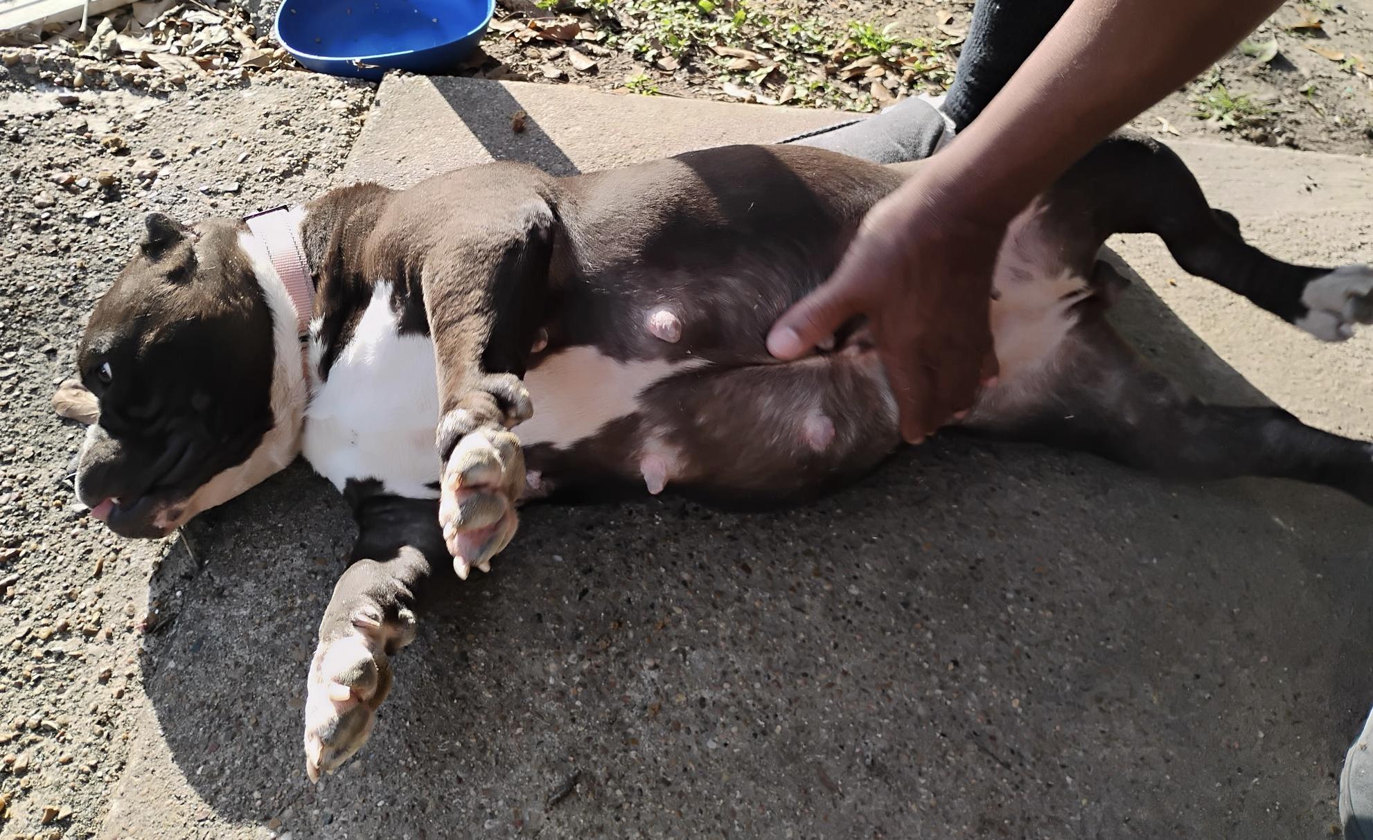 Ebony — thumbnail 2