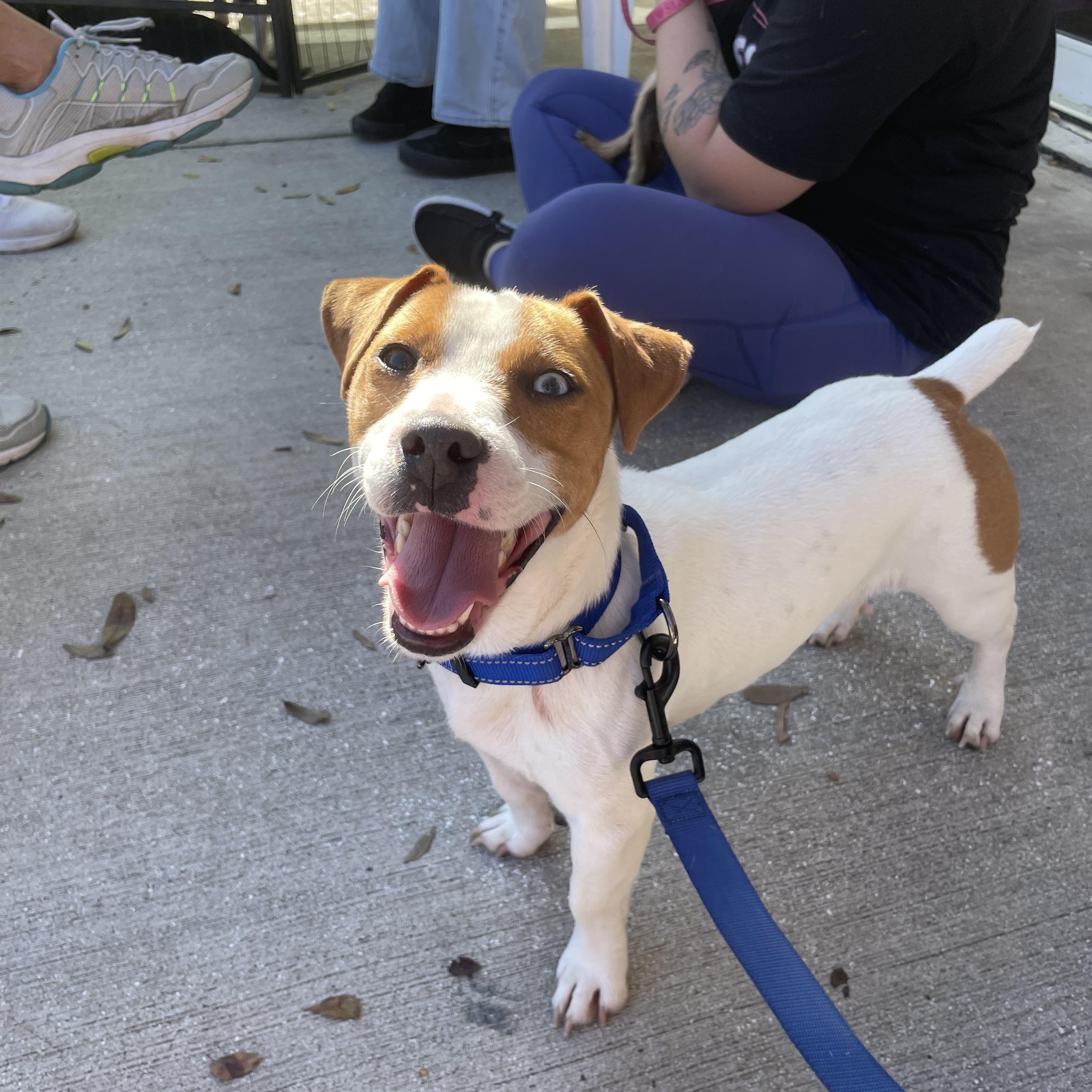 Enlarge Dunkin, a Adoptable mixed breed in Stuart, FL image 6/6