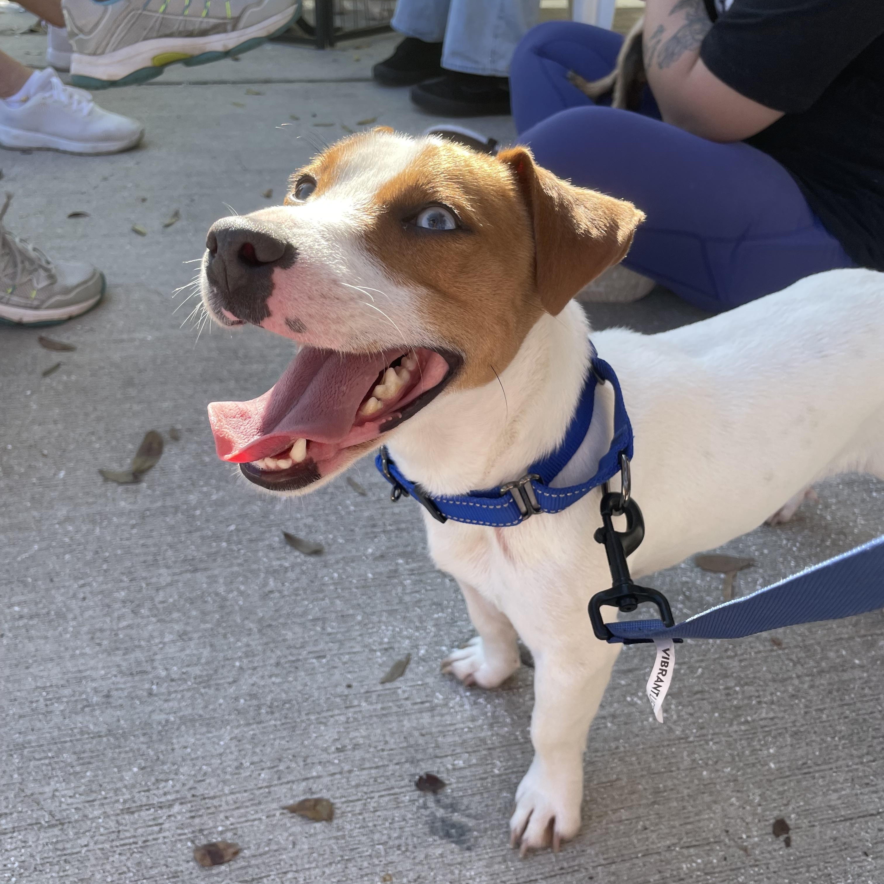 Enlarge Dunkin, a Adoptable mixed breed in Stuart, FL image 5/6