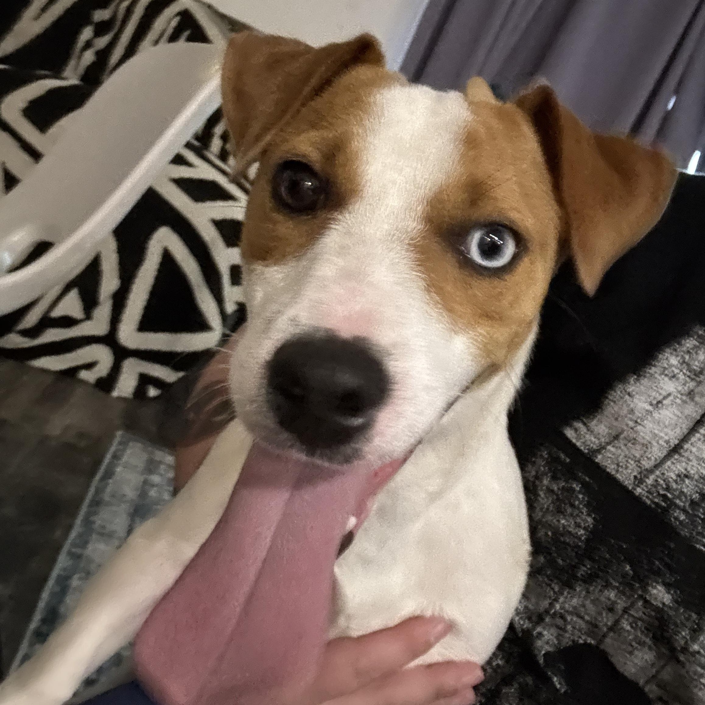 Dunkin, a ADOPTABLE mixed breed in Port Saint Lucie, FL image 1/4