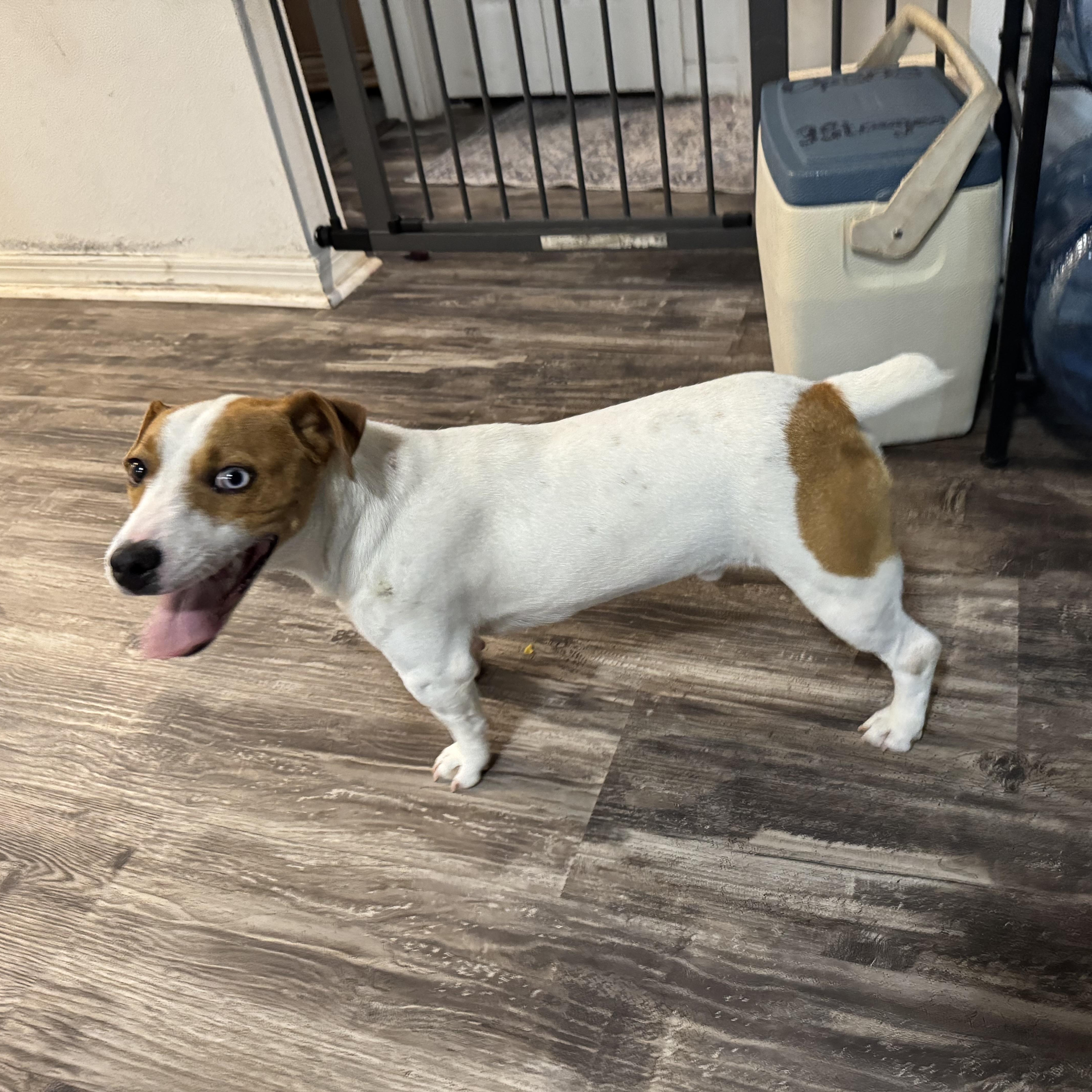 Dunkin, a ADOPTABLE mixed breed in Port Saint Lucie, FL image 2/4