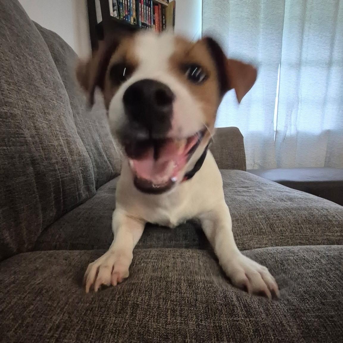 Dunkin, a ADOPTABLE mixed breed in Port Saint Lucie, FL image 4/4