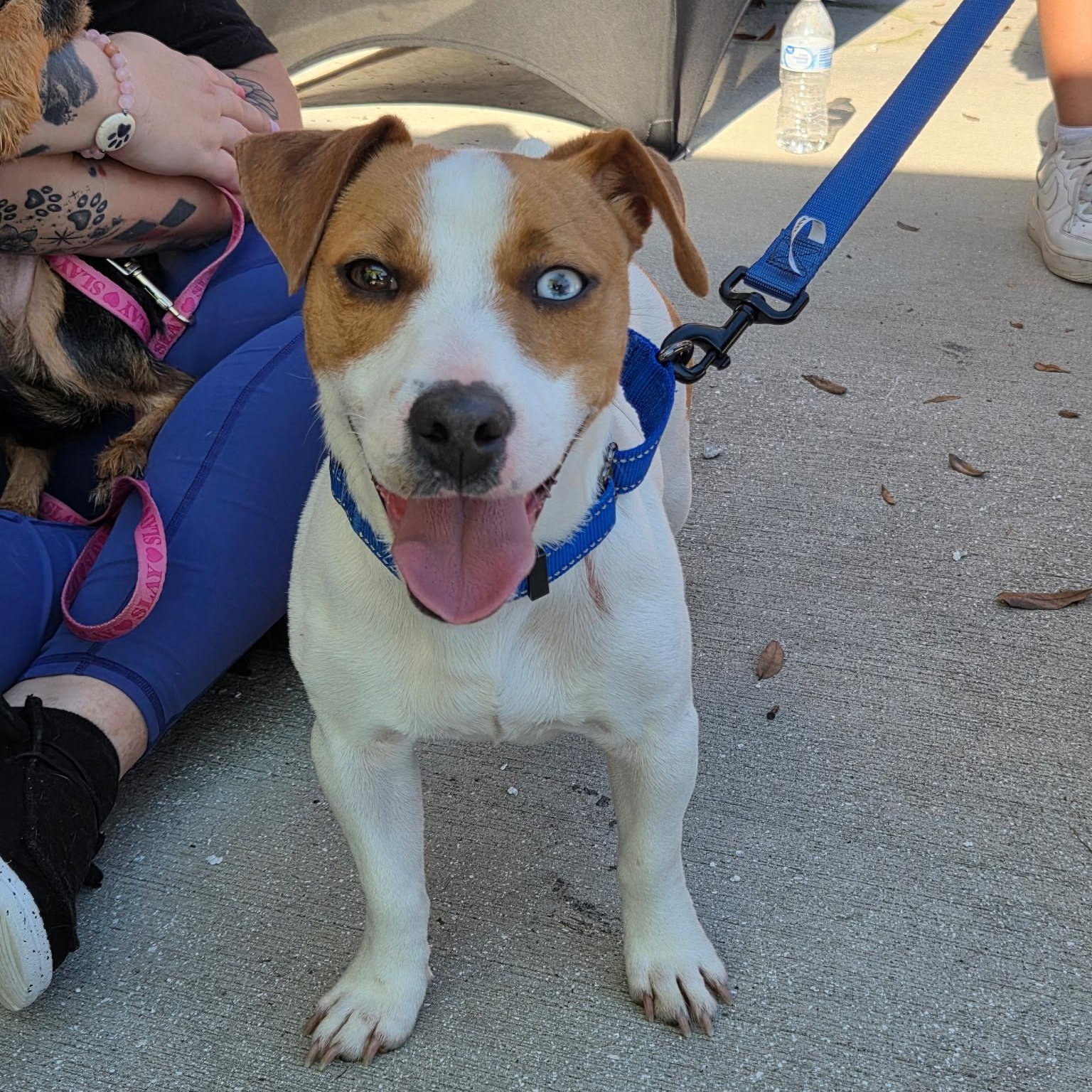 Enlarge Dunkin, a Adoptable mixed breed in Stuart, FL image 1/6