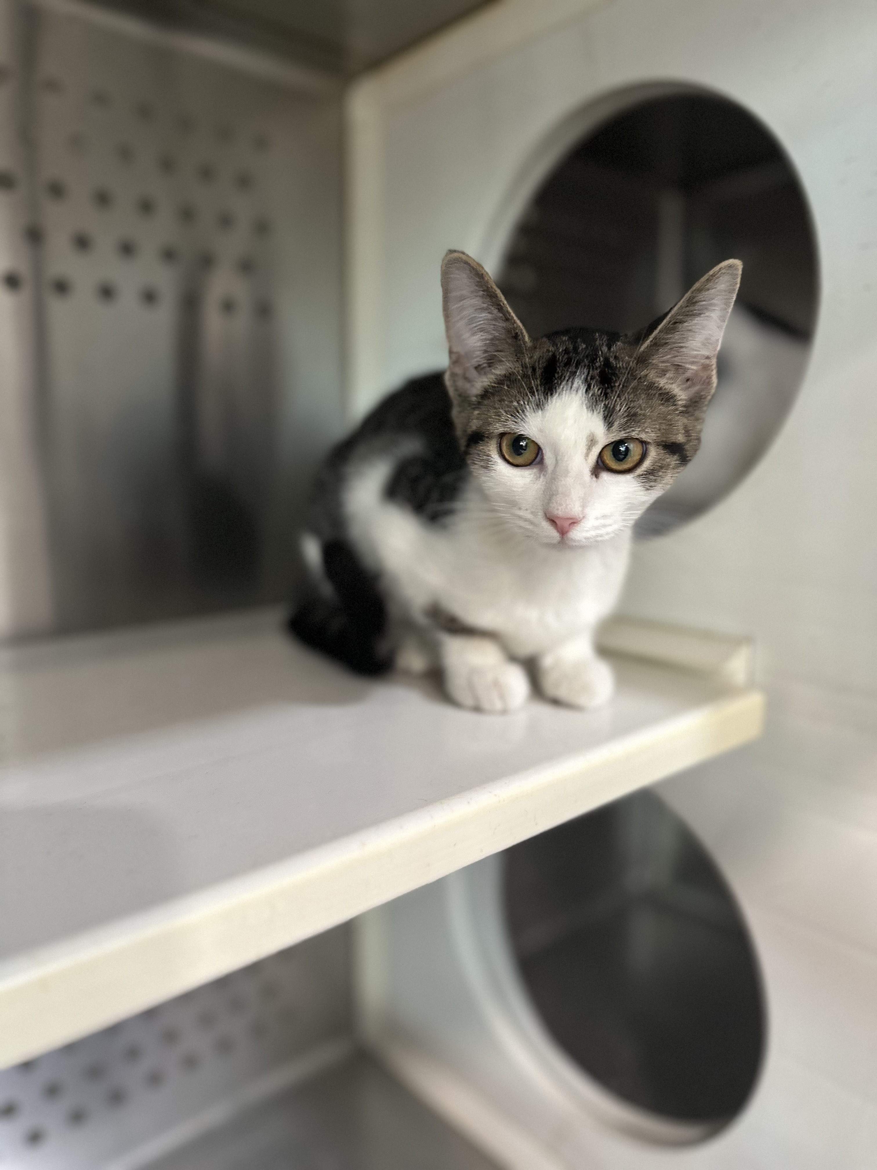 Cat for adoption Javelina, a Domestic Short Hair in Jackson, MI