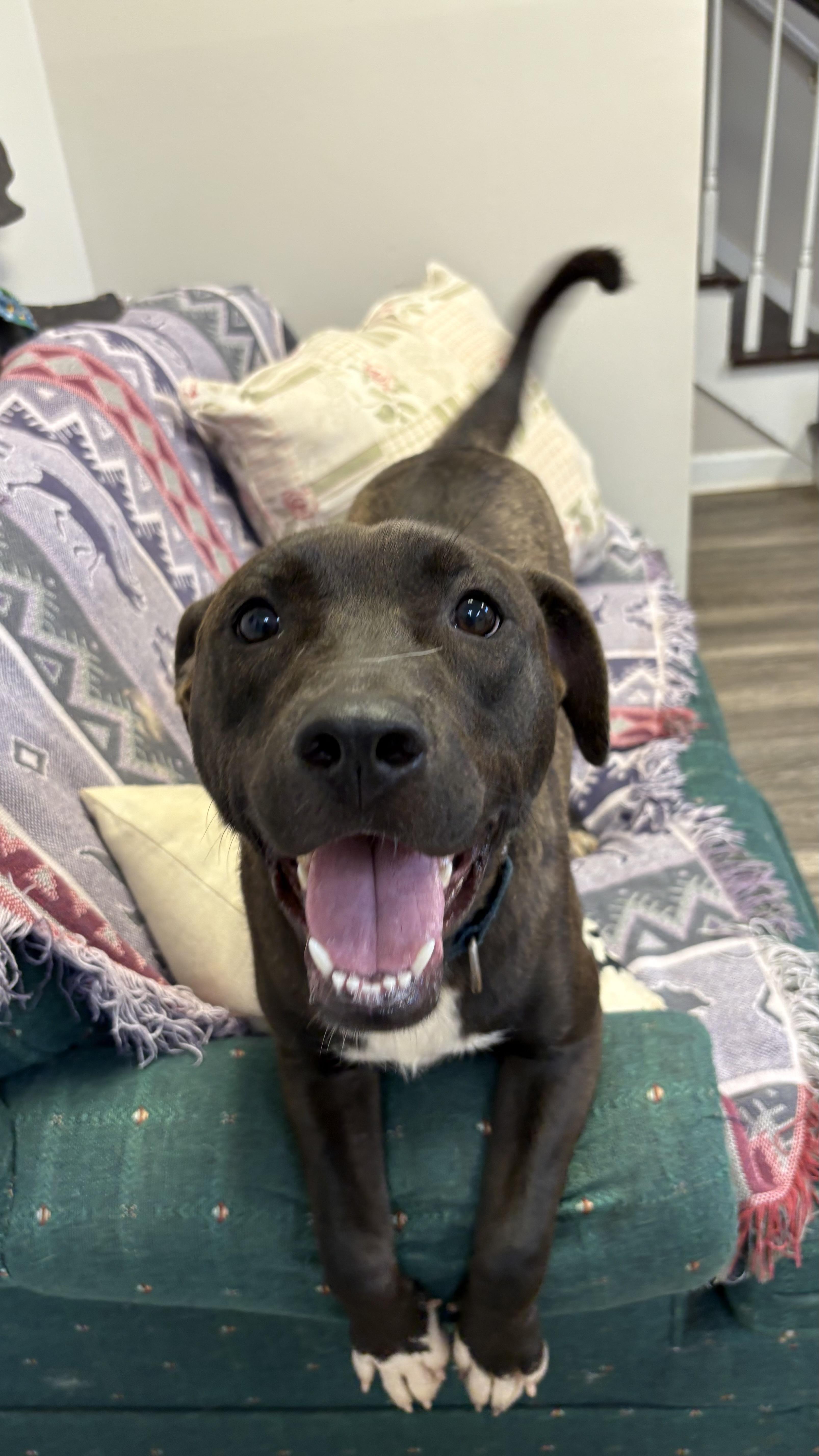 Enlarge Mell, a Adoptable mixed breed in Marietta, GA image 4/6