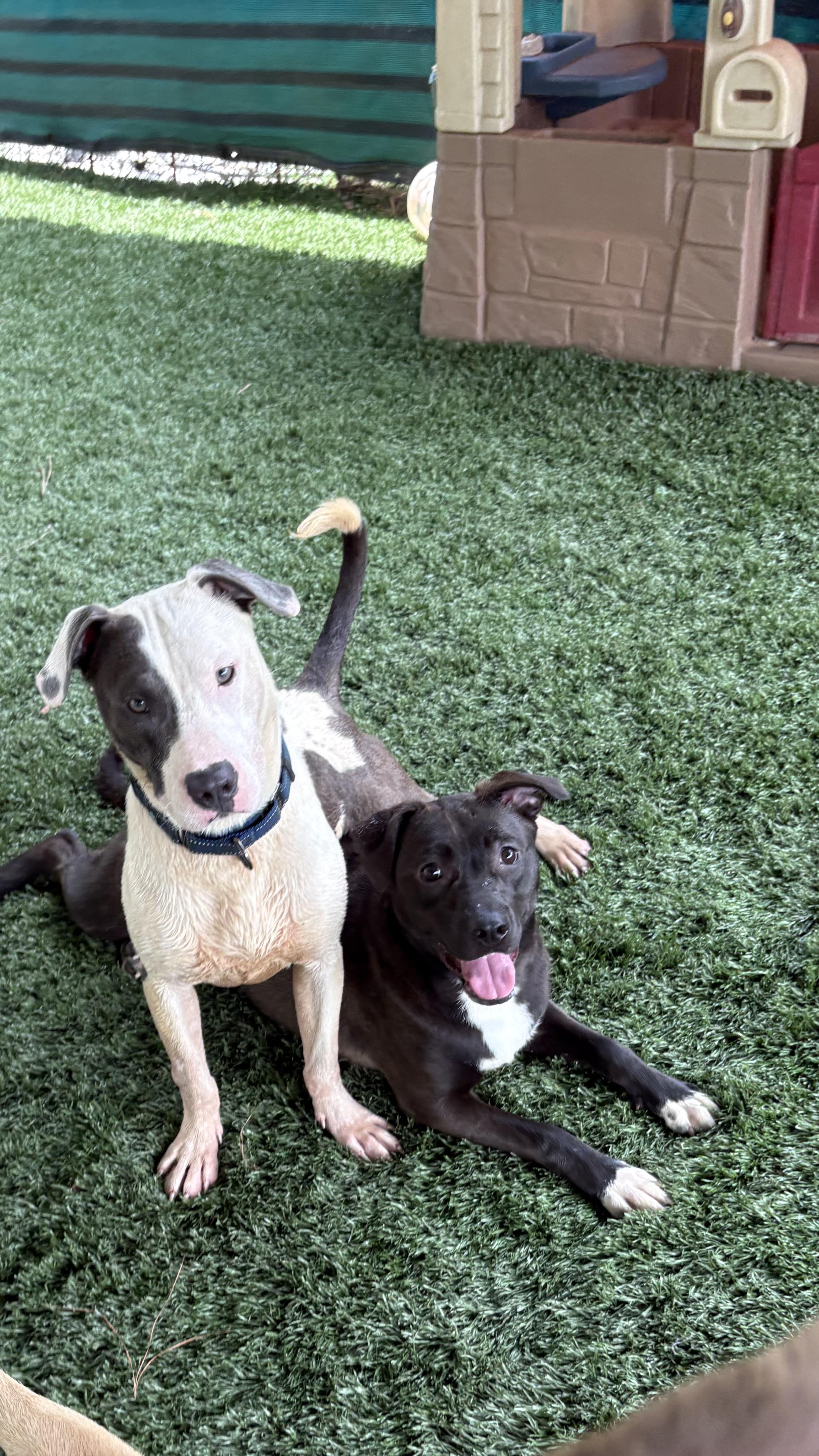 Enlarge Mell, a Adoptable mixed breed in Marietta, GA image 6/6