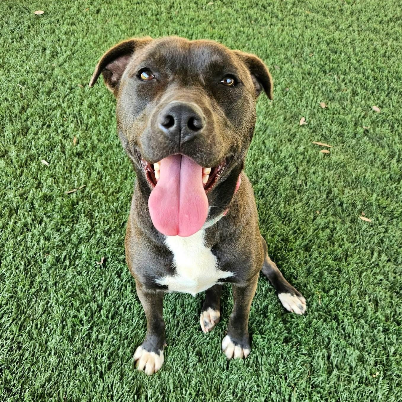 Enlarge Mell, a Adoptable mixed breed in Marietta, GA image 1/6