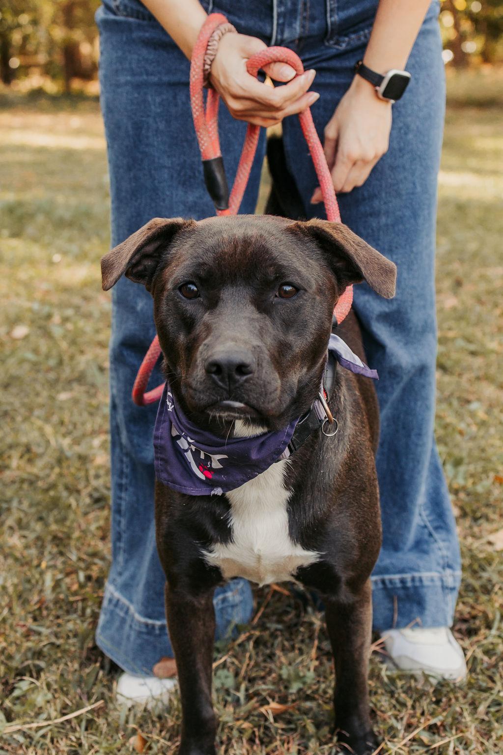 Mell, Adoptable, Puppy Female Chocolate Labrador Retriever & Boxer.