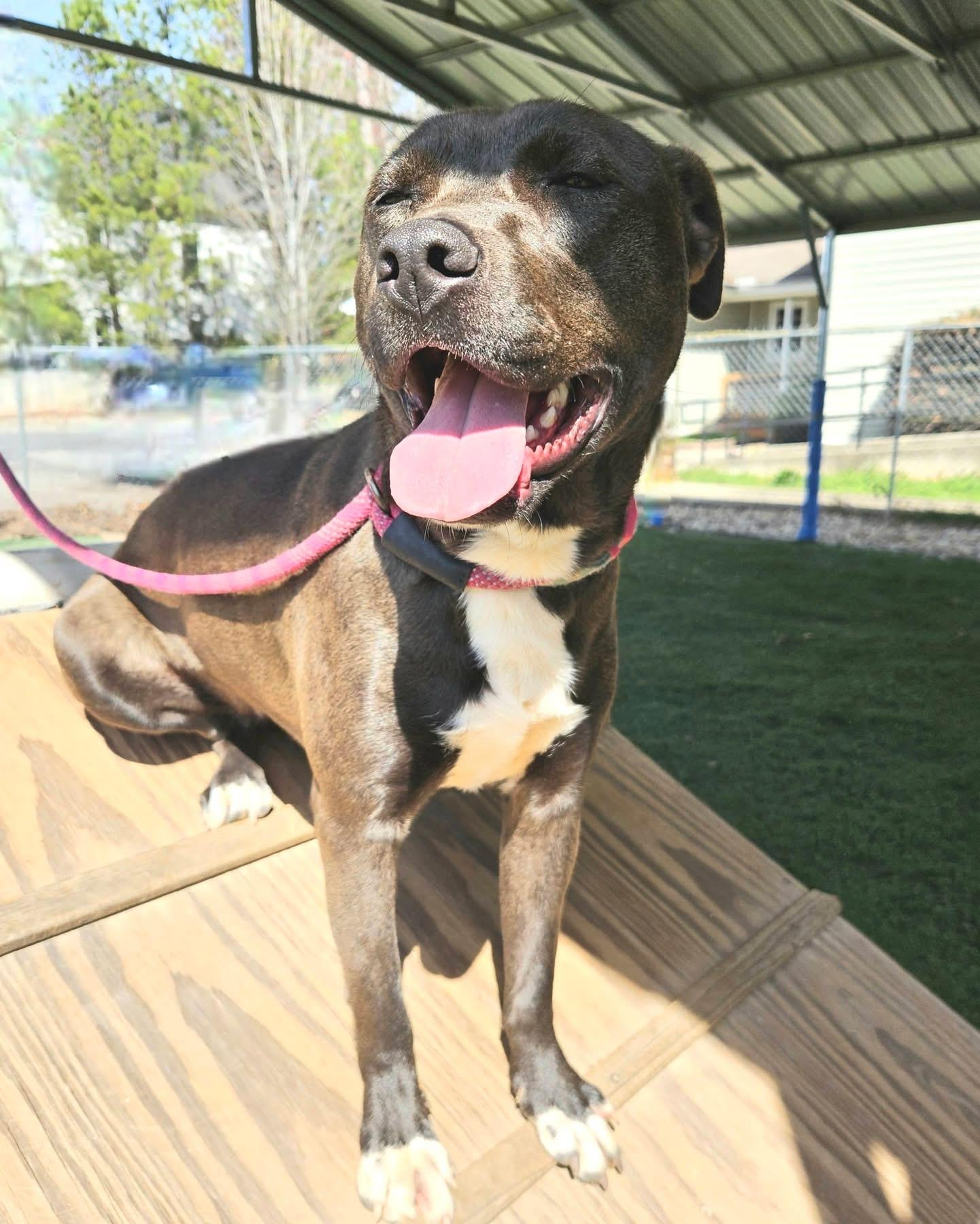 Enlarge Mell, a Adoptable mixed breed in Marietta, GA image 2/6