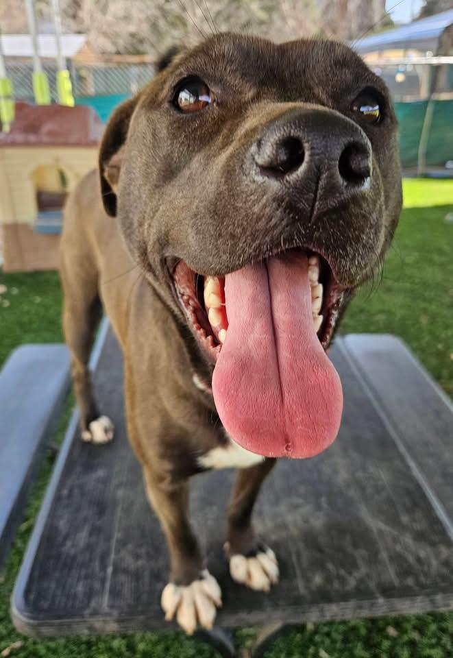 Enlarge Mell, a Adoptable mixed breed in Marietta, GA image 5/6