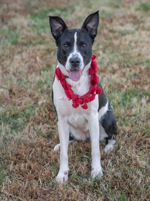 TIANA, Adoptable, Young Female American Staffordshire Terrier.