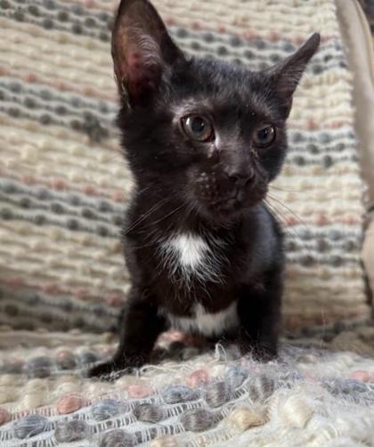 Wafer, a Adoptable Domestic Short Hair in Berwick, PA image 1/3